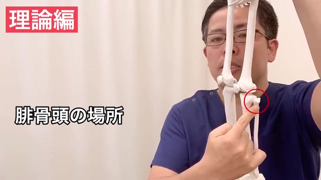 骨格模型で腓骨頭の場所を示す院長（理論編）