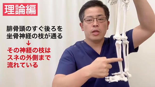 骨格模型を後ろから見て坐骨神経の枝の通り道を説明（理論編）
